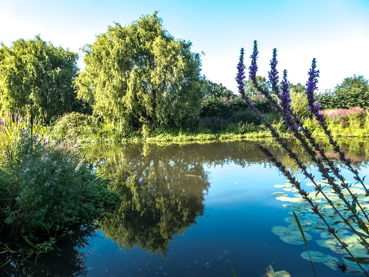 The lake in the gardens at Capel Manor, Enfield
